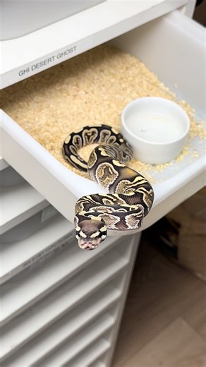 Ghi DG 🐀🐁🐀 #Geckos #Correlophusciliatus #Correlophus #ciliatus #gekon #gekonorzęsiony #orzęsiony #hodowla #wezy #enchi #blade #poss #het #ultramel #pastel #phantom #gravel #boa #imperator #geckon #pinstripe #clown #reptilebreeder #snekebreeding #ballpythons #snakebreeders #herpetology #animal #morphs #snakelove #reptilelove #snakelovers #reptiles #ballpythonsnake #nature #ballpythonlover #babyballpython #feeding