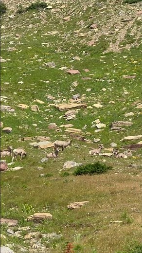 Up Close with Wild Bighorn Sheep