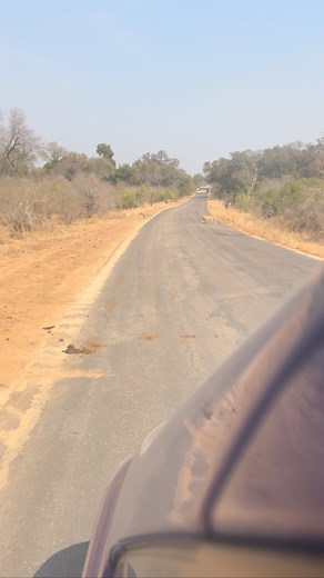 2.2K views · 5.3K reactions | Safaris are full of surprises! We followed the crowd to the bridge, and just as we arrived, 4 lions crossed the road RIGHT IN FRONT OF US! Don't just focus on the main sight – look around and you never know what you'll spot! #lions #safaris #nature #krugernationalpark #southafrica | Pro Guide Safari | Facebook