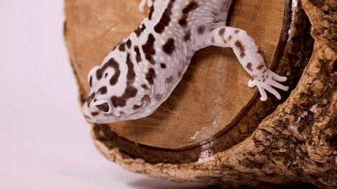 clip-3984550565-close-up-overhead-shot-leopard-gecko-moving-across