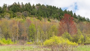 Spring brings seasonal allergies. What Vermonters can expect.