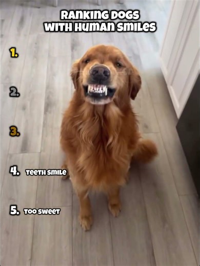 Ranking Dogs with Human Smiles #funny #memes #dogs