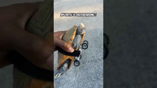 A turtle tried skateboarding - this wasn’t expected