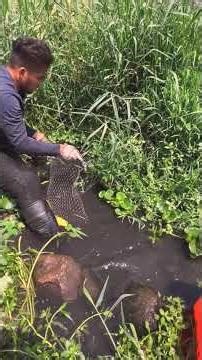 Primitive life, Simple life,Food Life, EP46,#fypage,#catchingfish, #fishing,#handfishing,