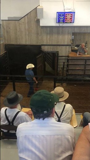Amish cattle auction