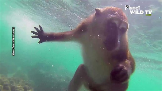 Going diving with a monkey