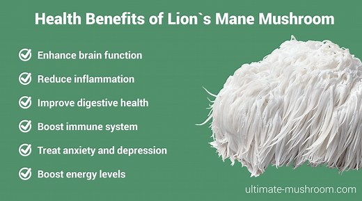 Lion's Mane (Hericium erinaceus)
