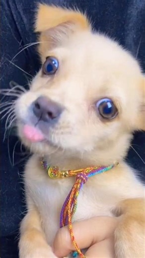 Dog EatingSound#doglife #dogeating #eatingsounds #youtubeshort #viral_shorts #ytshortsindia #ytviral
