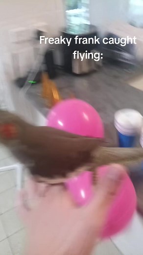 #bird #fyp #freakyfrank #flying