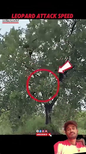 Leopard attacking speed #animals #snake #pigeon #wildlifephotography #hunting #rhino #shortvideo