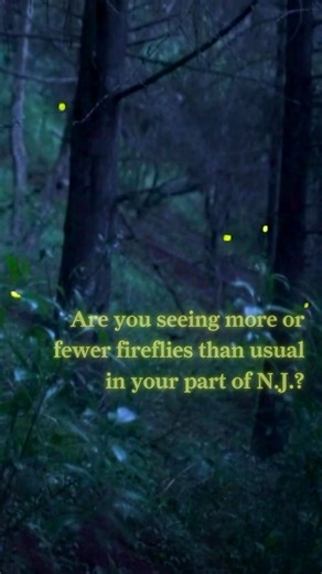 30K views · 464 reactions | It’s firefly season here in New Jersey! Let us know if you’re seeing a lot of them in your neighborhood. #fireflies #lightningbugs #njnature #nj #newjersey | NJ.com | Facebook