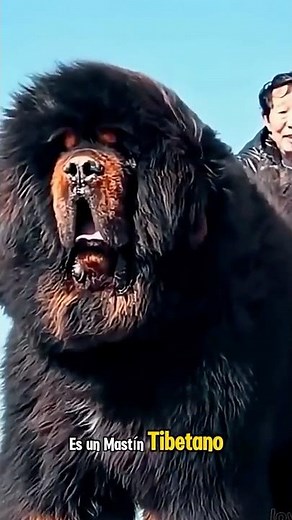 El Mastín Tibetano: poder, peligro y un precio increíble