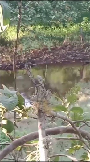 pegamos uma piranha que nos causou até medo 😱🤨