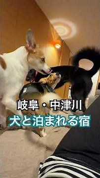 【岐阜・中津川】犬と泊まれる宿