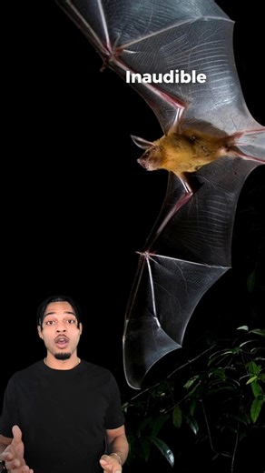 Bats speak in frequencies we can't detect