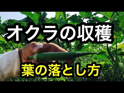 オクラの育て方『収穫と葉の落とし方』