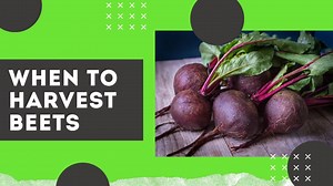 When to Harvest Beets & How do you Know When Beets are Ready to Harvest