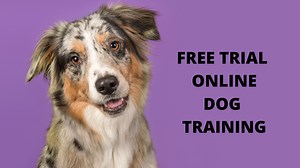 FREE TRIAL Train your dog from home, with our easy to use, and fun to follow online training academy It's like having a professional trainer in your home Get instant access to our complete training syllabus which we have personally used to help train thousands of dogs for over a decade. We offer a complete training package that covers every single area of training that you will ever need, from basic to advanced obedience, to complex behavioural issues. This is a unique opportunity to join a comm