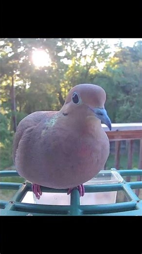 Mourning Dove in the morning