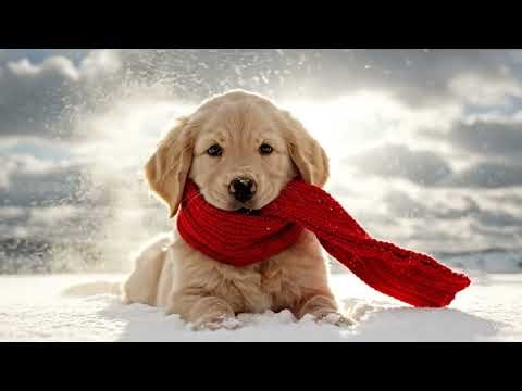 Hello, kids! 🐶 Today we will learn about the seasons and the months!