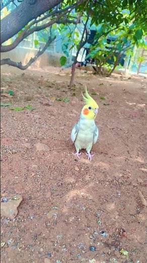 Amazing Bird Whistle Sound 🐦 | Nature's Sweet Melody #Shorts