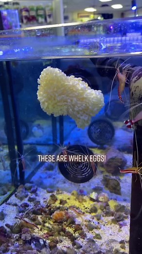 Discovering Mystery Eggs in the Fish Tank