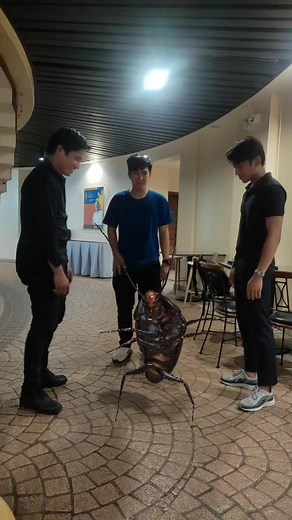 Dancing with Tonyong Ispis: A 3D Cockroach Dance Adventure