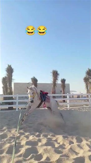 New horse fast time tening 🐴🐴