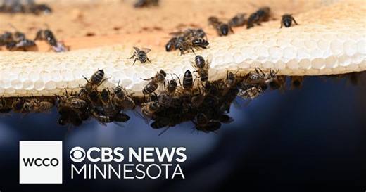 How U.S. lawmakers from Minnesota are aiming to help beekeepers