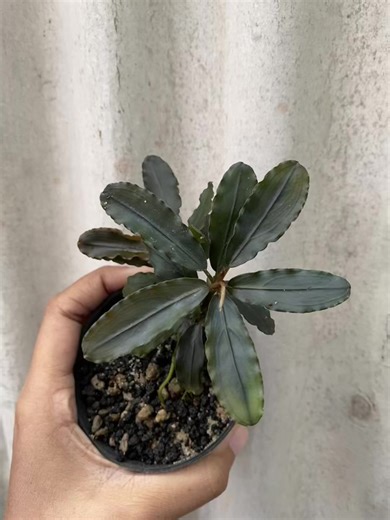 Don't you want to have this beautiful bucephalandra?🤩🪴 #aquascapeplants #aquariumplants #plantedaquarium #rareplants #aquariumlove #bucephalandra #buceaddict