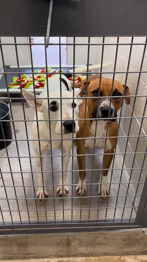 Here’s some adoptable, friendly pups from one of our overflow buildings that are waiting for some kennels in our general population to open up so they can get moved out! Unfortunately due to being so full these babies have been in these kennels for awhile and often don’t get seen! All these babies deserve a chance to be seen, and loved in a home 😭💔 520-509-3555 Animalrescue@pinal.gov 1150 S. Eleven Mile Corner Rd Casa Grande AZ, 85194 | Pinal County Animal Care and Control