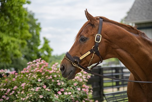 Point Given - Kentucky Horse Park