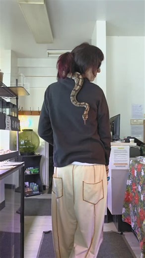 Don't mind me im just so excited to have an axanthic morph after years of yearning #ballpython #axanthic #pets #snakes | TheFeralMamie