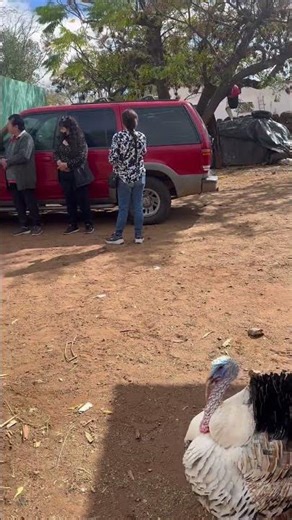 Rancher riding a horse along the roads in the Zacatecas ranch