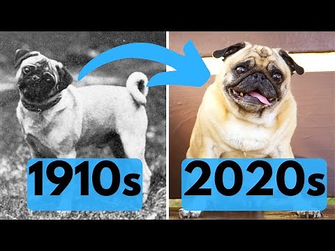 The Evolution of The Pug - How Pugs Have Changed Over Centuries?