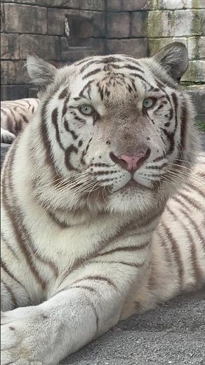 ホワイトタイガー・コタくんと… #東武動物公園 #ホワイトタイガー #ベンガルトラ #コタ #ハク #動物 #zoo #動物園