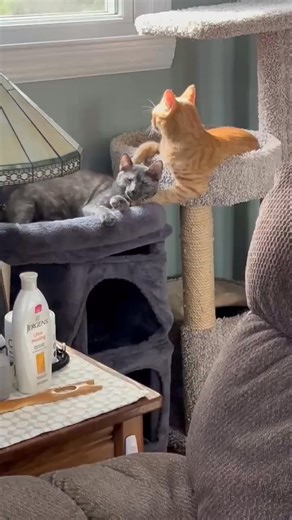 27 reactions · 4 comments | DRR Graduates Nico and Zoe (formerly Linc & Julie of The Mod Squad) | Dos Rios Resque | Facebook