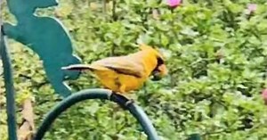 Rare Yellow Cardinal Spotted In Woman's Backyard