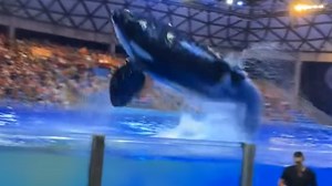 Shocking moment orca poops and splashes crowd with dirty water at SeaWorld