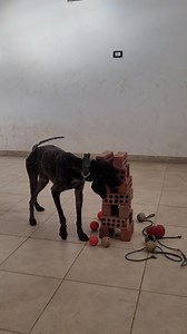 Nothing to distract us 🔥 #k9 #workingk9 #workingbreed #workingdog #detectiondog #protectiondog #bitework #obedience #detection #explosive #bombdog #drugdog #k9training #k9egypt #dogtraining #dogtrainer #searchandrescue #sar #army #armyk9 #police #policek9 #cairo #giza #alexandria #egypt #malinois #germanshepherd #labrador #goldenretriever | Anubis K9 Facility