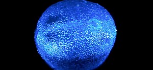 1.2K views · 54 reactions | During gastrulation, seen here in a mouse embryo, a featureless blob of cells begins to build a body. As the noted developmental biologist Lewis Wolpert put it, “It is not birth, marriage or death, but gastrulation which is truly the most important time in your life.” https://www.quantamagazine.org/embryo-models-challenge-legal-ethical-and-biological-concepts-20230613/ | Quanta Magazine | Facebook