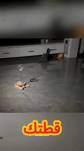 Brain Cell Not Found! 📉 أطرف مواقف القطط الغبية ستموت من الضحك