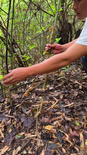 Wild Bamboo Shoot Harvesting & Processing Tutorial!