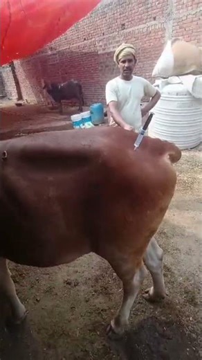 Intramuscular injection in cow #manuminati07#ytshorts 💯#shorts #cow #dairyfarm