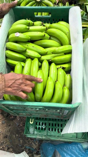 Banana vlogr #_vairal_video #_shorts #_trending banana pecing fresh mal 🍌🍌