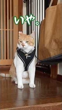 急に散歩に行く気が失せた猫#元野良猫チャチャ #ねこ #猫武将 #ネコ #cat