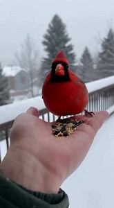 Eating cardinal bird food reminds us—the beauty of life is in going slowly 🐦 #cardinalloverfanspage #CardinalBird #RedCardinal #CardinalLove #CardinalVibes #CardinalBeauty #CardinalMoment #CardinalSpirit | Cardinal Lover Fans Page