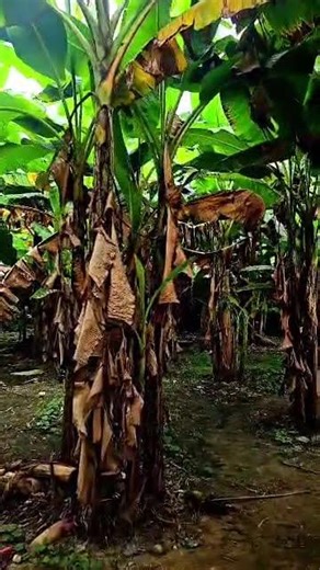 Uyo Akwa Ibom Shelter Afrique off Oron Road 500sqm distress land for sale