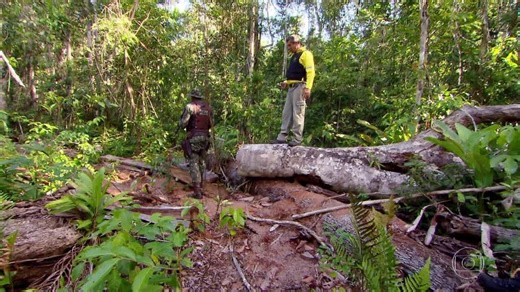 Mata Atlântica sofre com desmatamento até onde é protegida