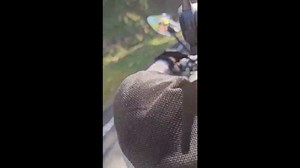 Mother monkey watches over baby killed by car